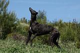 GREYHOUND 133